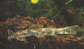 Amjac_u2.jpg