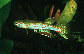 Apcam_u0.jpg