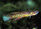 Apher_m1.jpg