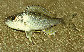 Audew_u0.jpg