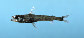 Chaga_u1.jpg