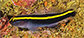 Elxan_u2.jpg