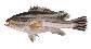 Eplat_j0.jpg