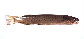 Gatru_u0.jpg