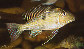 Gedic_u0.jpg