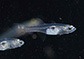 Gomac_u7.jpg