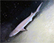 Heper_m1.jpg