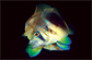 Hypue_u5.jpg