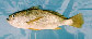 Laacc_u0.jpg