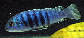 Lafre_u0.jpg