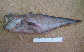 Larob_u0.jpg