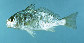 Lexan_u4.jpg
