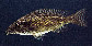 Nilin_u0.jpg