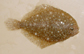 Ondar_u0.jpg