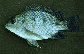 Ormal_u0.jpg
