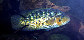 Pamot_m0.jpg