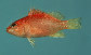 Plgar_u0.jpg
