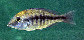 Prann_u5.jpg