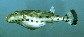 Spspe_u0.jpg