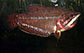 Spvai_m0.jpg