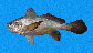 Stosc_u0.jpg