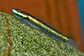 Stsem_m1.jpg