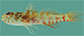 Sulac_u5.jpg