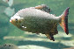 Toleb_m0.jpg
