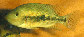 Tosie_m0.jpg