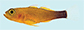 Trfla_f1.jpg