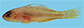 Trtay_m0.jpg