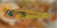 Trwin_u3.jpg