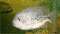 Vibre_u0.jpg