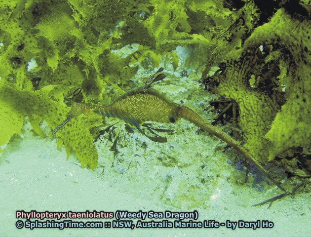 ../tools/UploadPhoto/uploads/06_Phyllopteryx_taeniolatus_(Weedy_Sea_Dragon).jpg