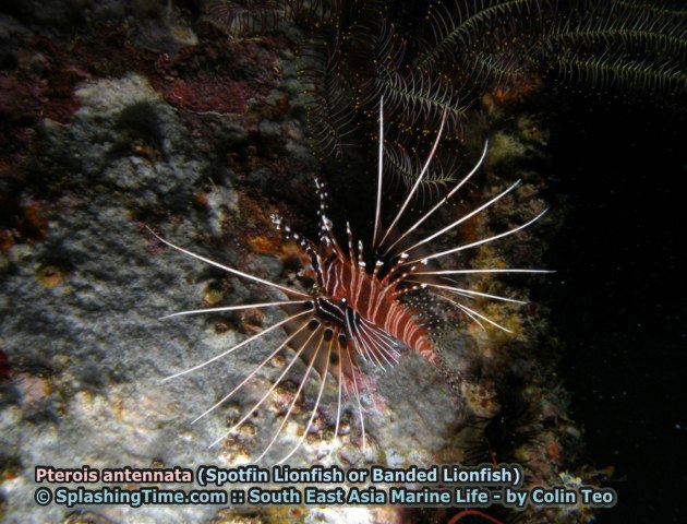 ../tools/UploadPhoto/uploads/13_Pterois_antennata_(Spotfin_lionfish).jpg
