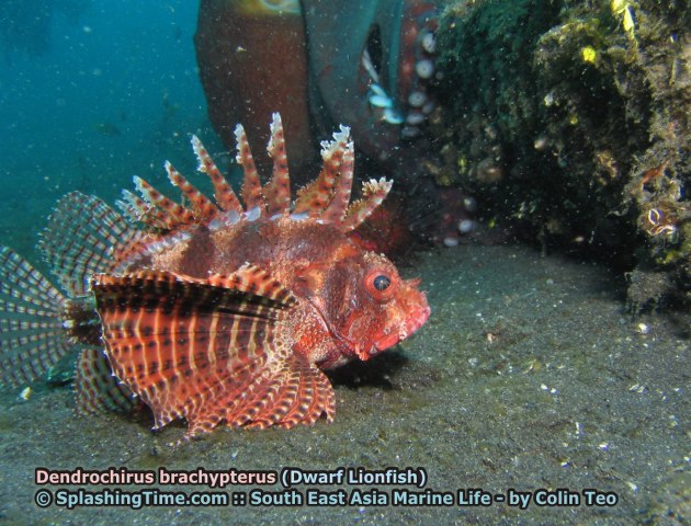 ../tools/UploadPhoto/uploads/17_Dendrochirus_brachypterus_(Dwarf_Lionfish).jpg