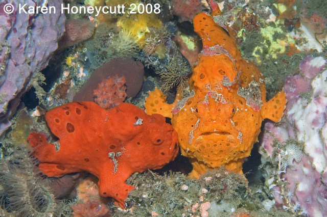 ../tools/UploadPhoto/uploads/Antennarius_pictus_PaintedFrogfish_mnf_Dumaguete.JPG