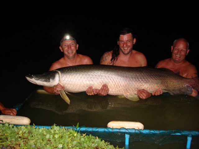 ../tools/UploadPhoto/uploads/Arapaima-Thailand7.JPG