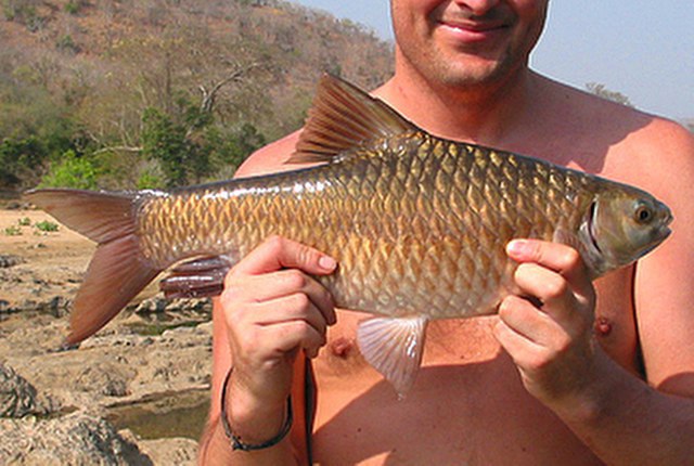 ../tools/UploadPhoto/uploads/Carnatic-Carp.jpg