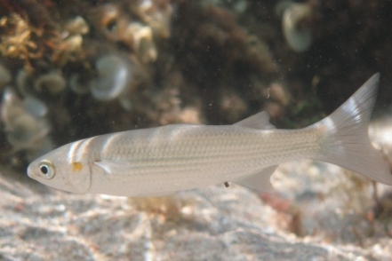 ../tools/UploadPhoto/uploads/Cefalo_dorato_liza_auratus_Corsica06_1950.JPG