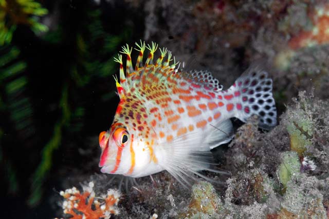 ../tools/UploadPhoto/uploads/Cirrhitichthys_falco_(Dwarf_Hawkfish)_Dumaguete,_Philippines.jpg