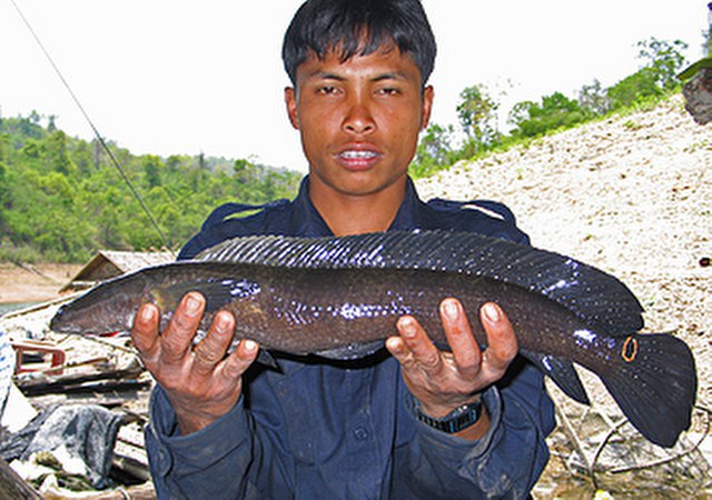 ../tools/UploadPhoto/uploads/Cobra-Snakehead1.jpg