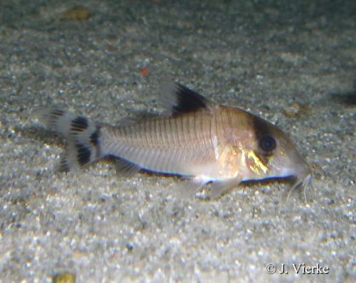 ../tools/UploadPhoto/uploads/Corydoras_condiscipulus[1].jpg