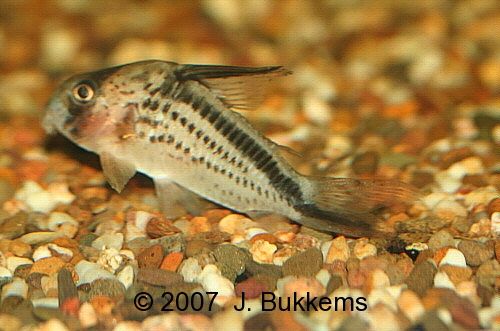 ../tools/UploadPhoto/uploads/Corydoras_loxozonus.jpg