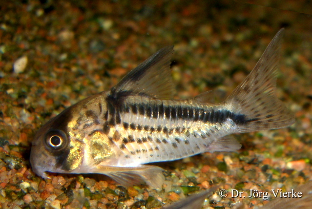 ../tools/UploadPhoto/uploads/Corydoras_loxozonus1.jpg