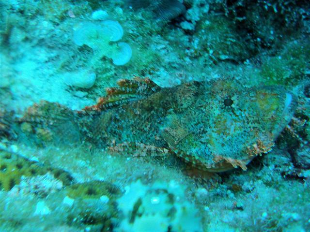 ../tools/UploadPhoto/uploads/Dwarf_stingfish.jpg