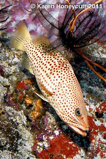 ../tools/UploadPhoto/uploads/Epinephelus_merra_(Honeycomb_Grouper)_Bismarck_Sea_PNG.jpg