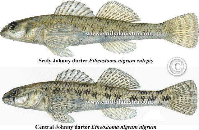 ../tools/UploadPhoto/uploads/Etheostoma_nigrum.jpg