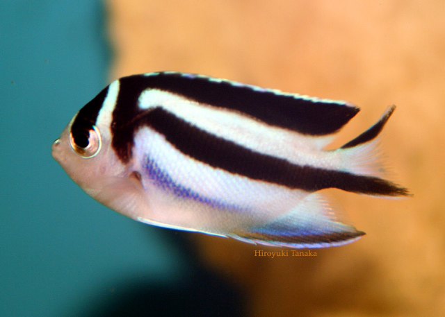 ../tools/UploadPhoto/uploads/GenicanthusBellus-BellusAngelfish-Female-4cm.jpg