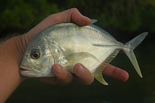 ../tools/UploadPhoto/uploads/Giant-Trevally2.jpg